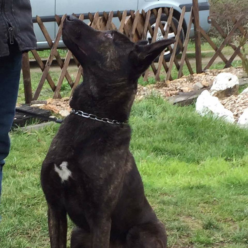 defender dogs Do'shine